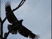 eagle in Norther Ontario