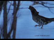 wild bird  -- partridge