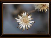 Dry flowers in February 