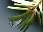 a diamond in the spruce tree