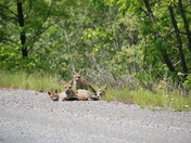 Family of Foxes - Killarney Provincial Park