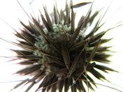 dandelion gone to seed