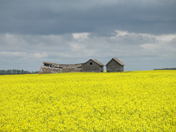 Canola, Clouds & Memories near Wynward Sask Aug 2009