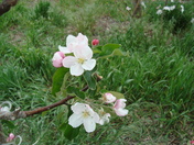 apple blossoms