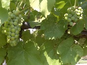 grapes