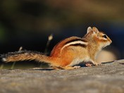 Chipmunk
