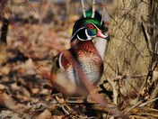 WOod duck