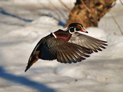 wood duck in flight