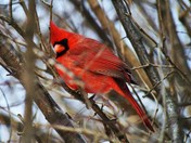 Cardinal