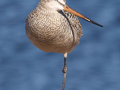 Godwit balancing on one leg.