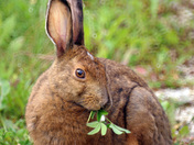 Hare