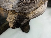 Face Of Mistaya Canyon