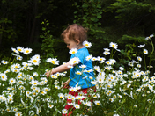 Picking Daisies