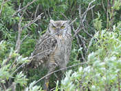 Keeping a eye on things