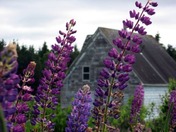 lupins.bmp