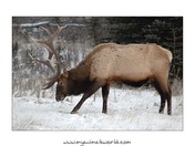 Elk