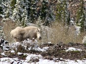 One Billy Goat Gruff