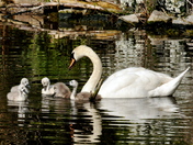 Swan and dine, family time!