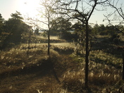 Dewy webs of the Long Point  National Wildlife Refuge