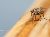 Small Fly