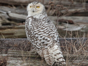 Snowy Owl
