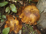 wild mushroom.JPG