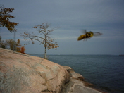 Mallorytown Landing Park - a bee in your bonnet?