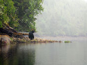 West Coast Seascape with Black Bear