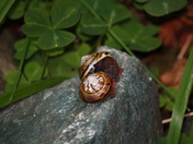 Redwood National Park