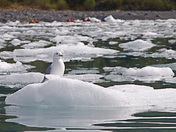 Chugach National Forest 