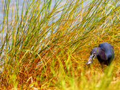 Merritt Island National Wildlife Refuge