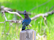 Yosemite National Park