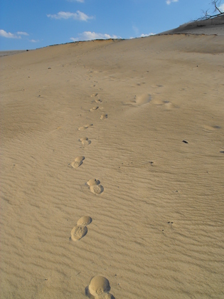 Indiana Dunes National Lakeshore