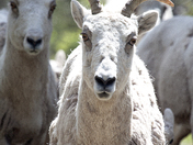 Glacier National Park