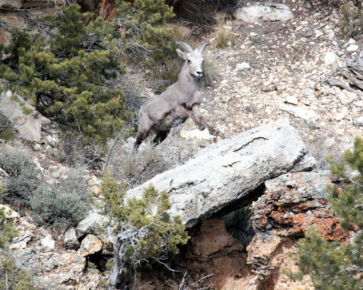 Grand Canoyon National Park
