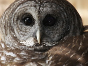 Pisgah National Forest