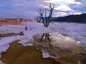 Yellowstone National Park ~ Mammoth Hot Springs 