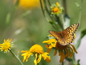 White River National Forest 