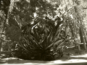 Sequoia National Park