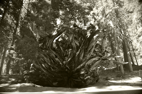 Sequoia National Park