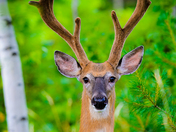 Acadia National Park
