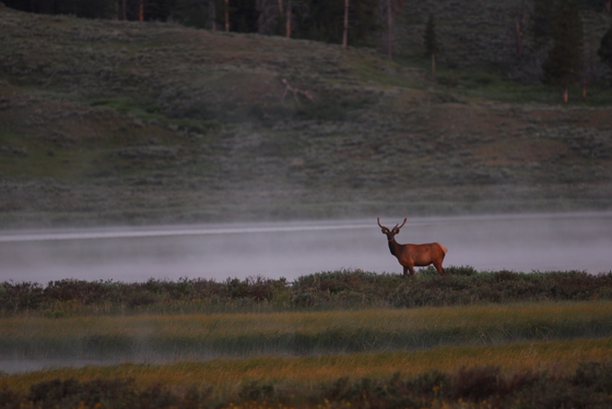 Yellowstone