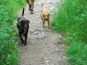 Middle Cottonwood Creek