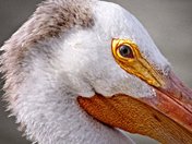 Bear River Migratory Bird Refuge