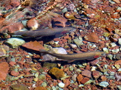Glacier National Park