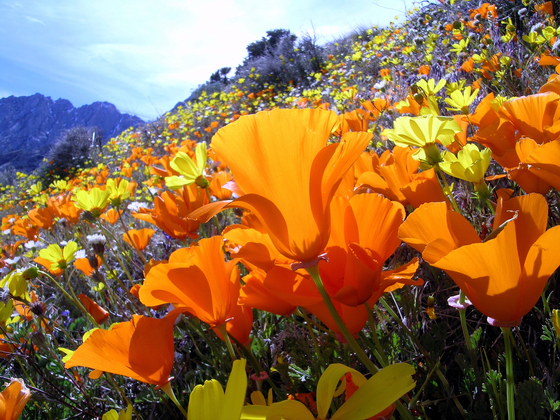 Bakersfield/Ridgecrest Field Office (Owens Peak Wilderness) - BLM