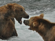 Katmai National Park