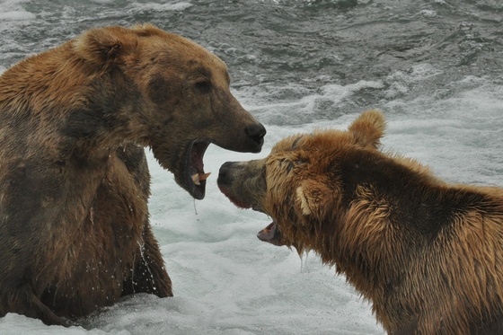 Katmai National Park