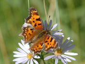 Medicine Bow National Forest