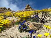 Owens Peak Wilderness, BLM